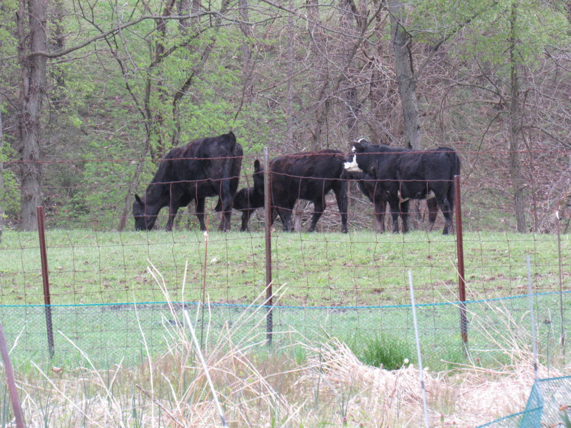 Horse farm for sale Parke County Indiana near Raccoon Lake