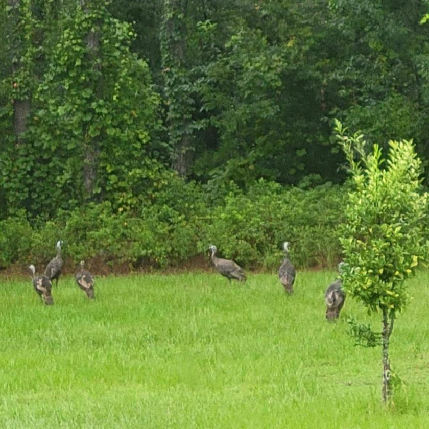 20 ACRE BEAUTIFULLY WOODED HOMESTEAD - photo 26