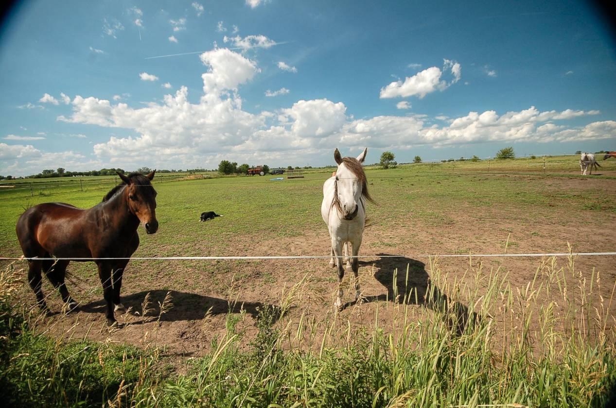 20 ac Horse Farm in Beecher, IL Beecher, Will County, Illinois