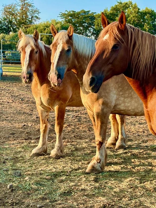 UNIQUE EQUESTRIAN AND ORGANIC FARM PROPERTY - photo 26