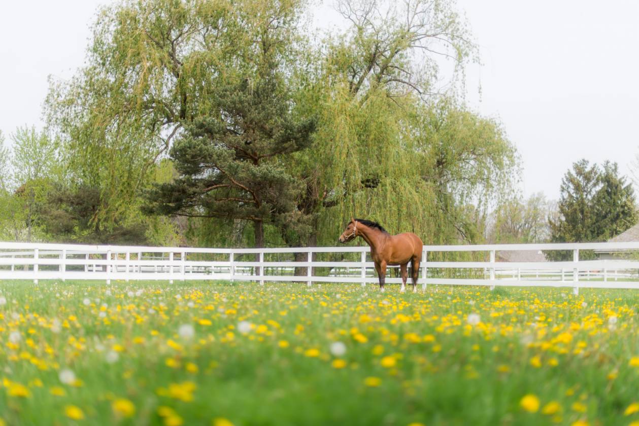 Exceptional 15-Acre Equestrian Facility! - photo 25
