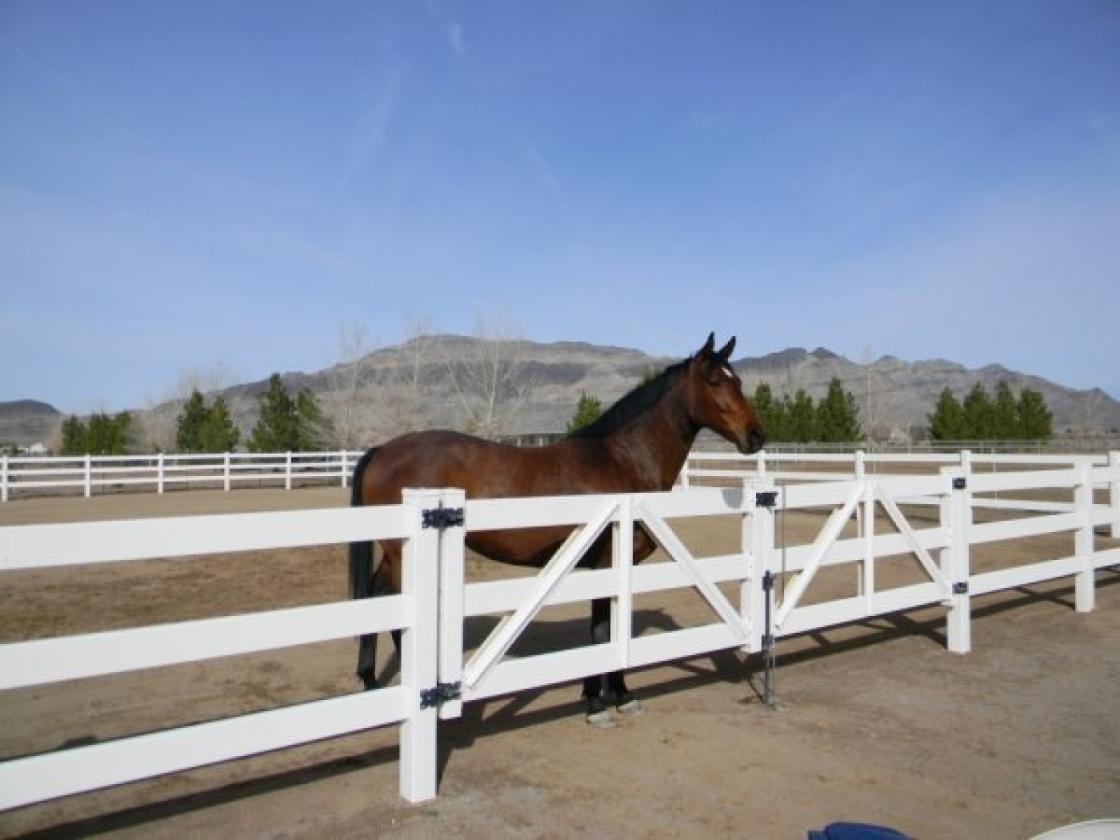 5 acre horse property and hobby farm w/vineyard - photo 25