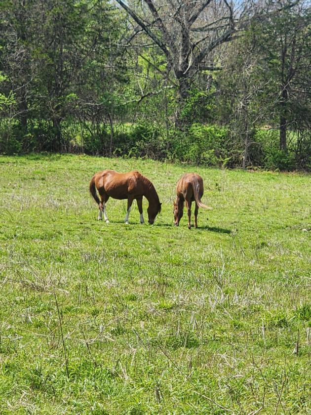 Luxury Equestrian Center/ Estate - photo 29