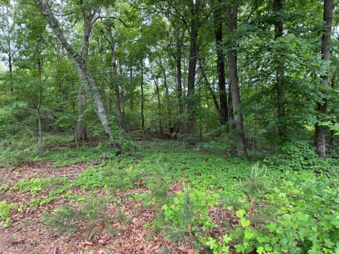 78.93 Acres Makes a Perfect Horse Farm Estate - photo 14