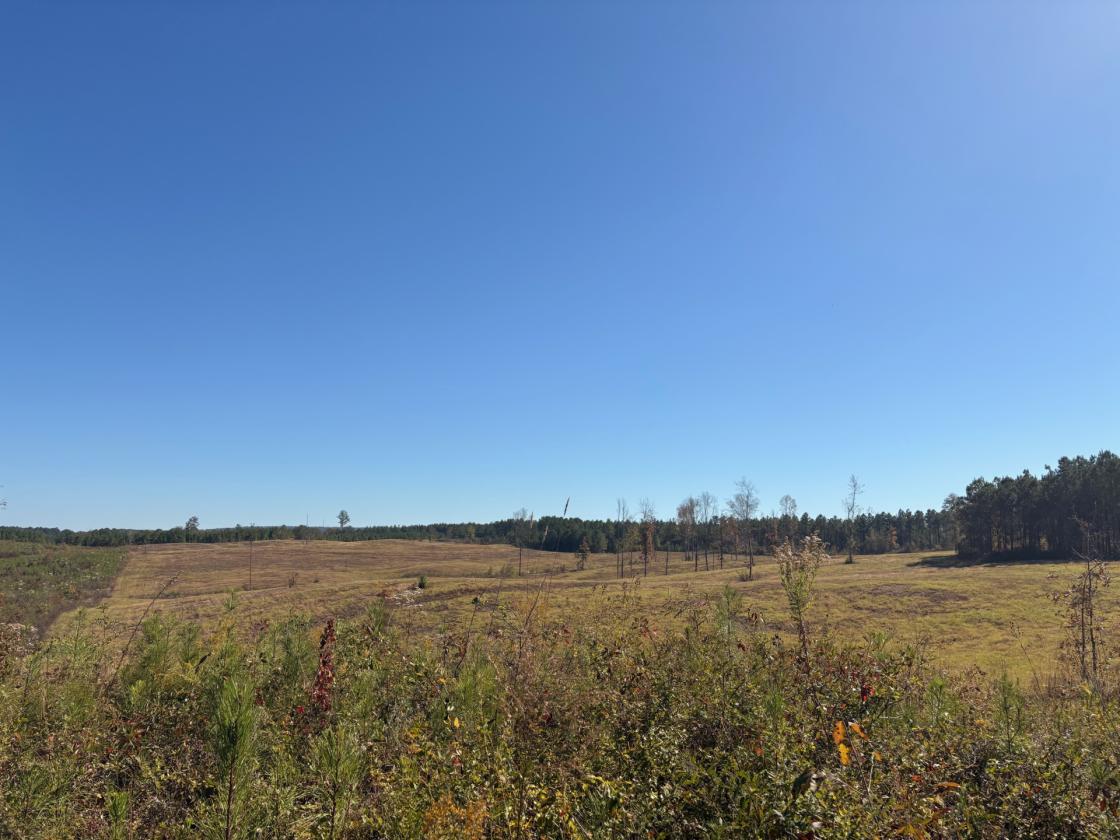 160 Acres in Shelby County w/ pastures and lake - photo 4