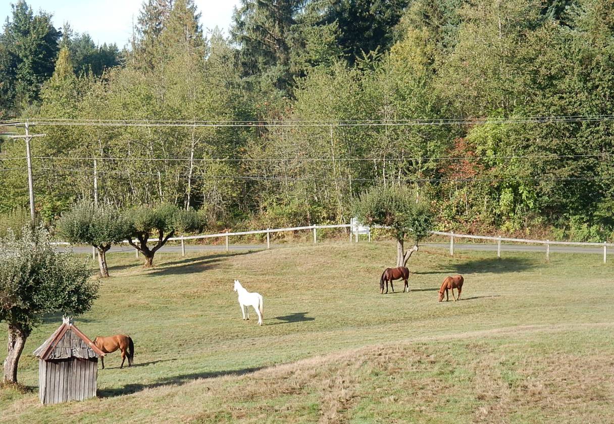 Turn Key Horse Farm in Buckley Buckley, Pierce County, Washington