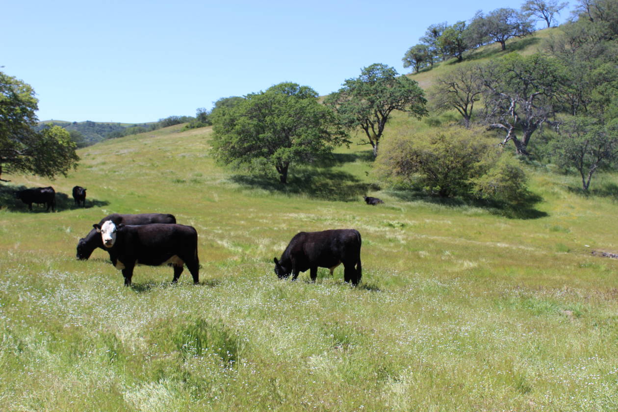 Sprawling 959 +/- Acre Cattle Ranch in Central California's Indian ...