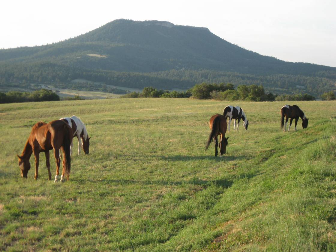 Horse Property for sale.