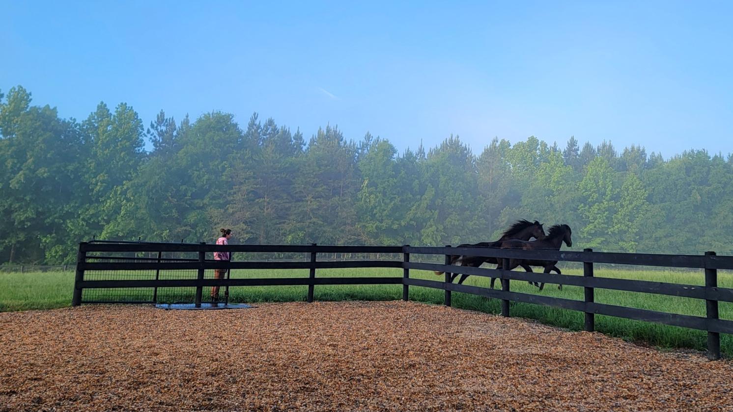 Southside Virginia Horse Farm - photo 3