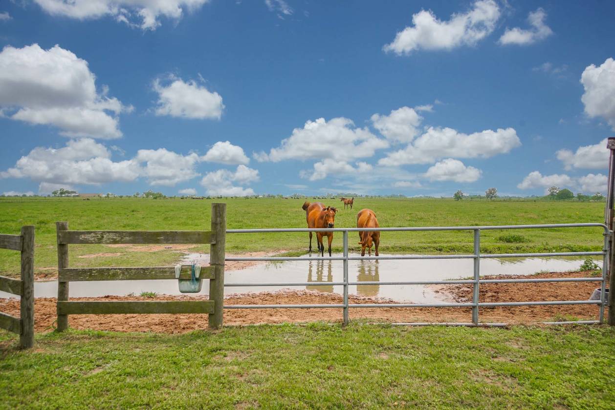 20+ Unrestricted Acres. Horses Included!! Waller, Waller County