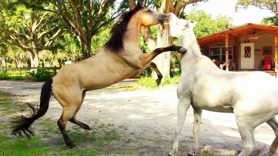 10 acre horse property Affordable in the desirable Lithia area