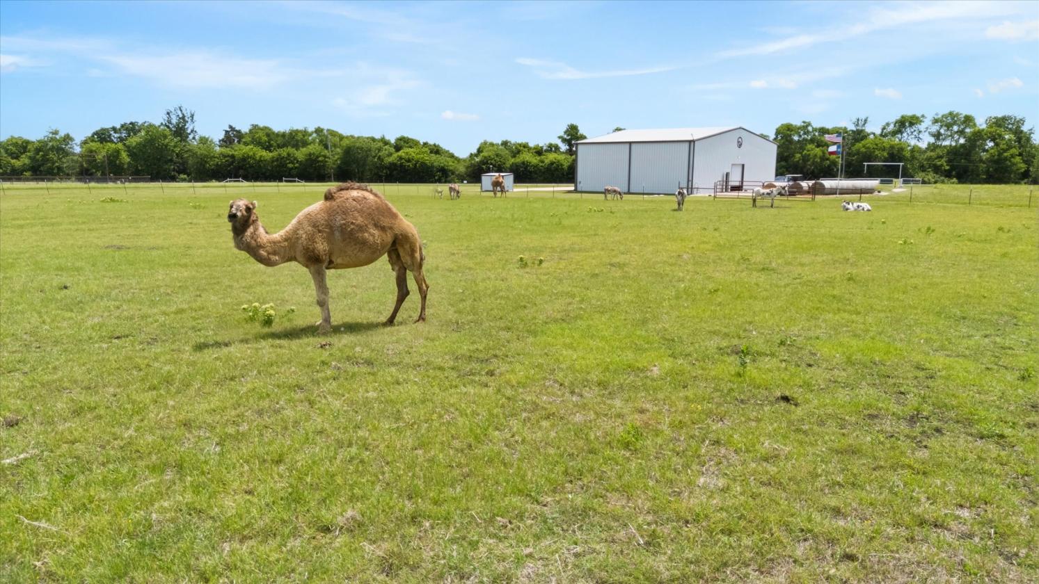 AMAZING HORSE PROPERTY 44+ ACRES - photo 5
