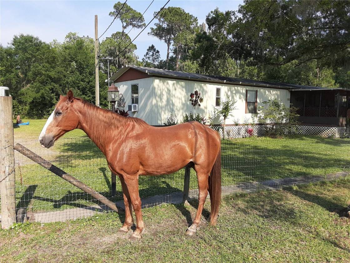 Horse Property for sale.