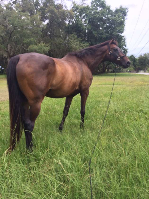 Horse Farm in Brooksville, Florida Brooksville, Hernando County, Florida