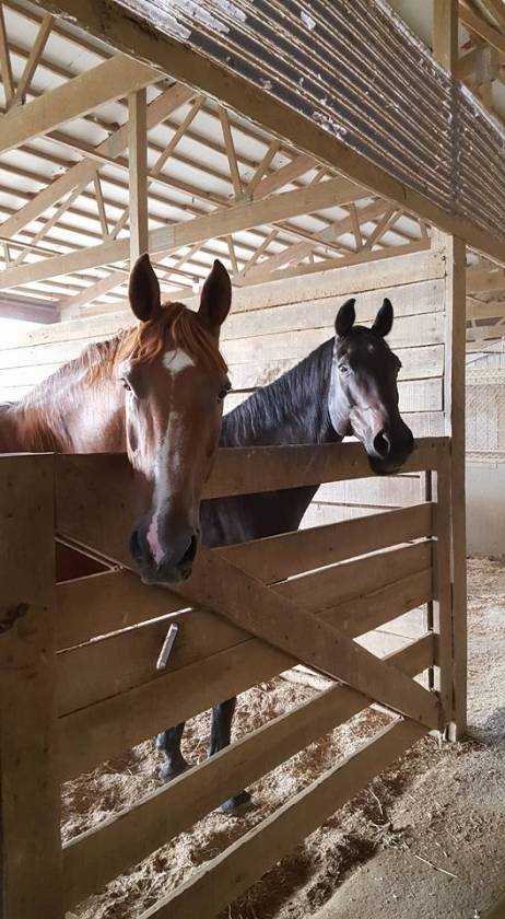 Carlisle Springs Farm - photo 8