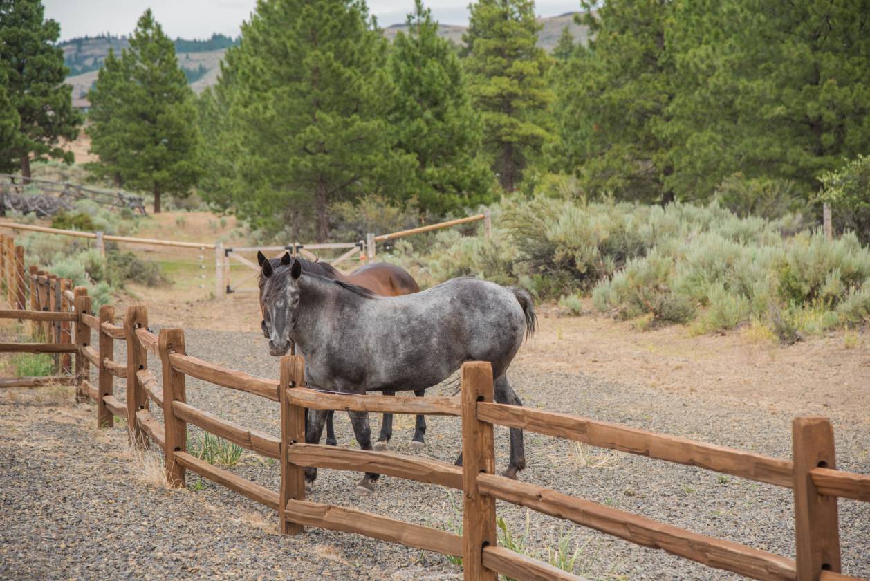 Home with Horse Amenities on 50 Acres! Ellensburg, Kittitas County