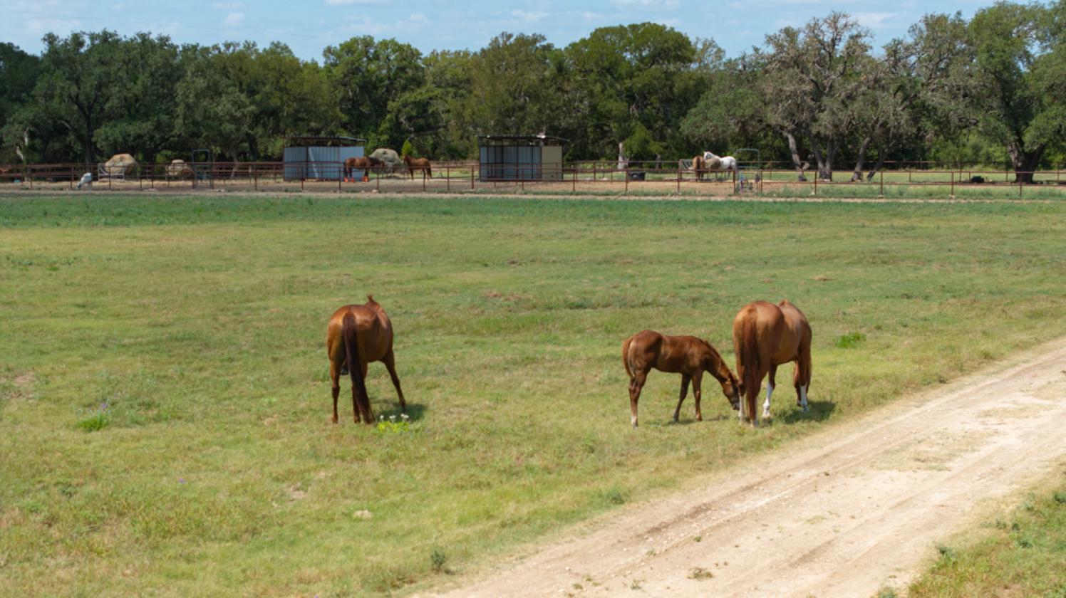 98± Acre Farm & Ranch North of San Antonio - photo 23