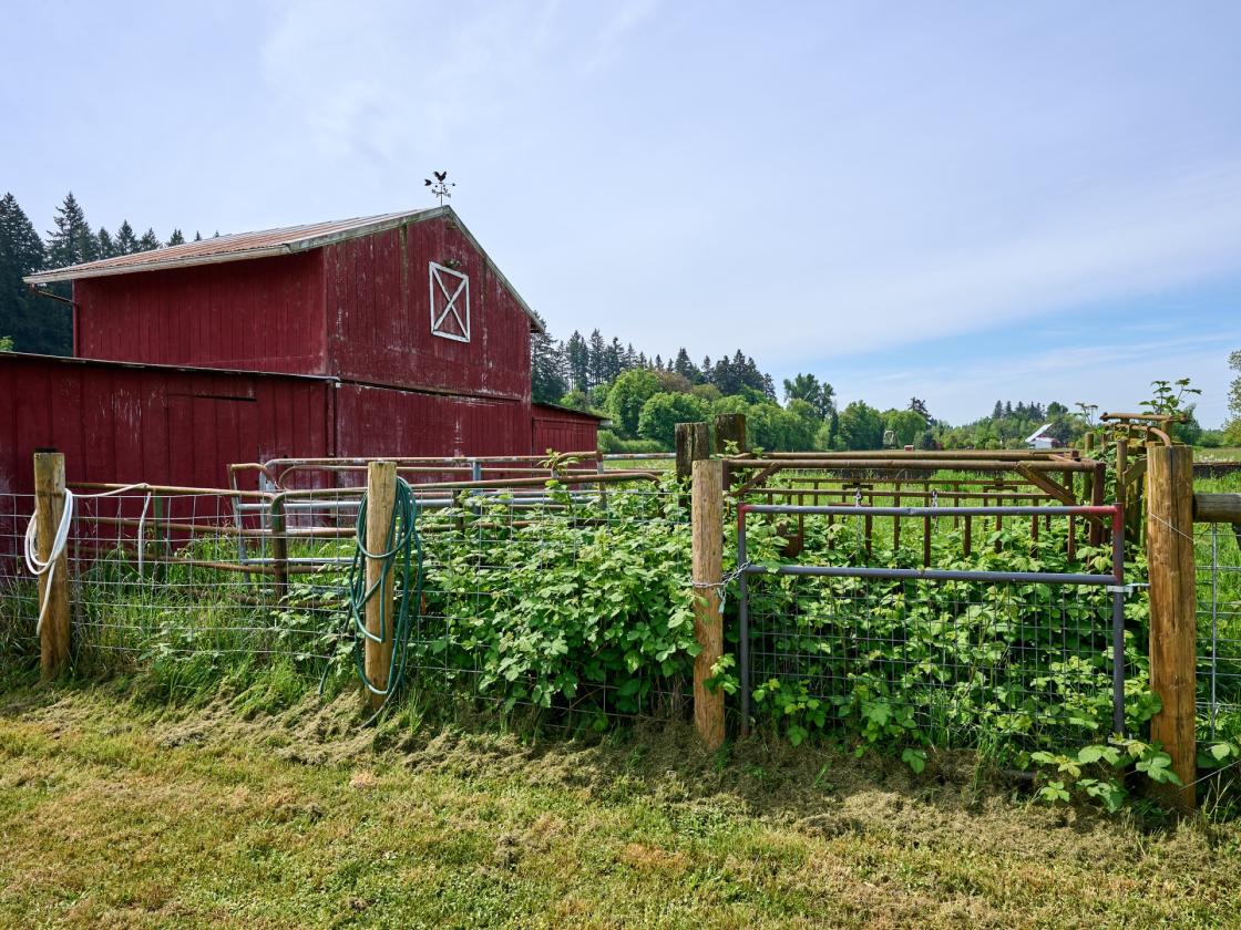 Horse Property in Aurora/Canby Area Deadend Road - photo 5