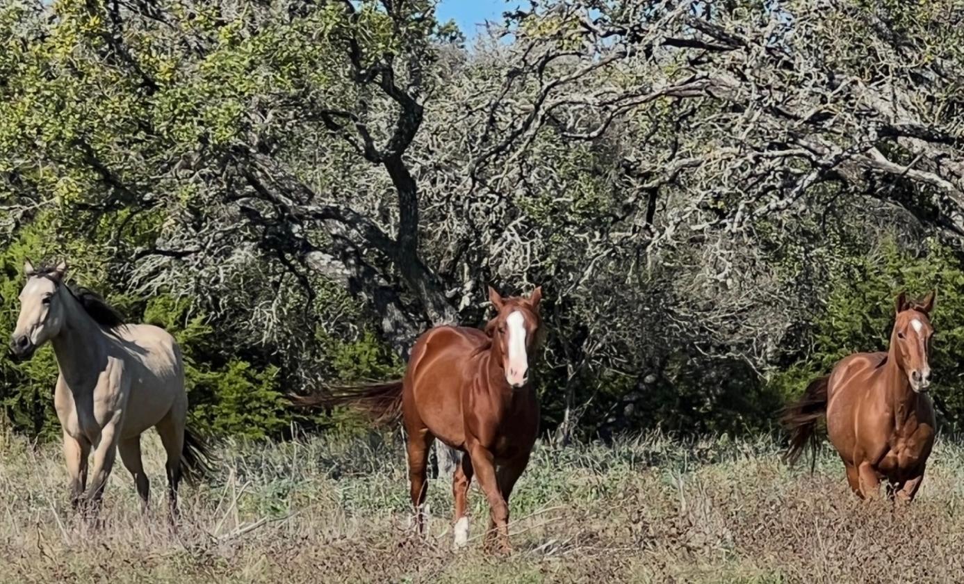 60.87 Hill Country Ranch 2.25% VA Assumable - photo 27