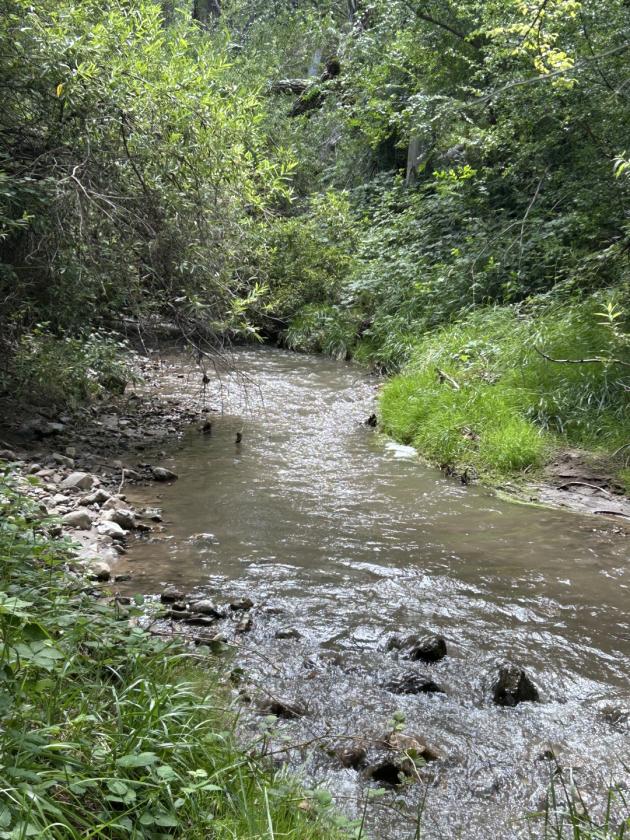 Horses/Livestock/Water - photo 1