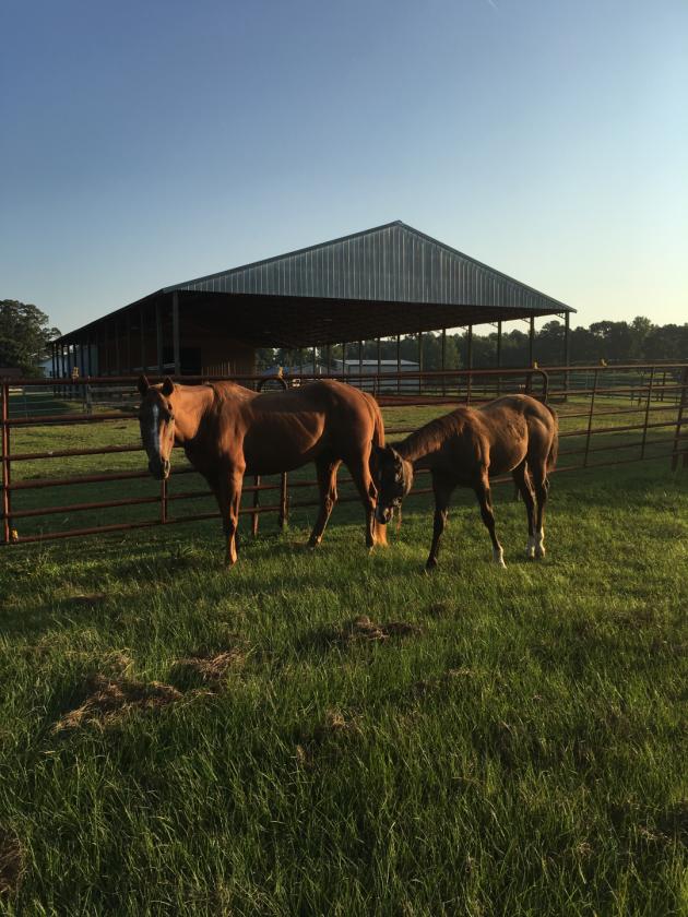Beautiful Equestrian or Investment Farm 52 acres - photo 7