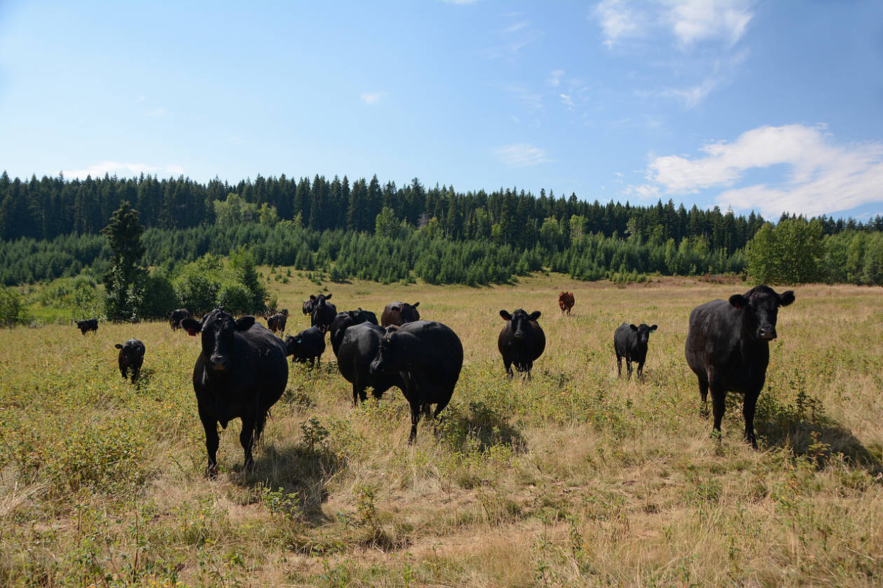LIMESTONE MOUNTAIN RANCH HORSES, CATTLE, RECREATION Big Lake Ranch