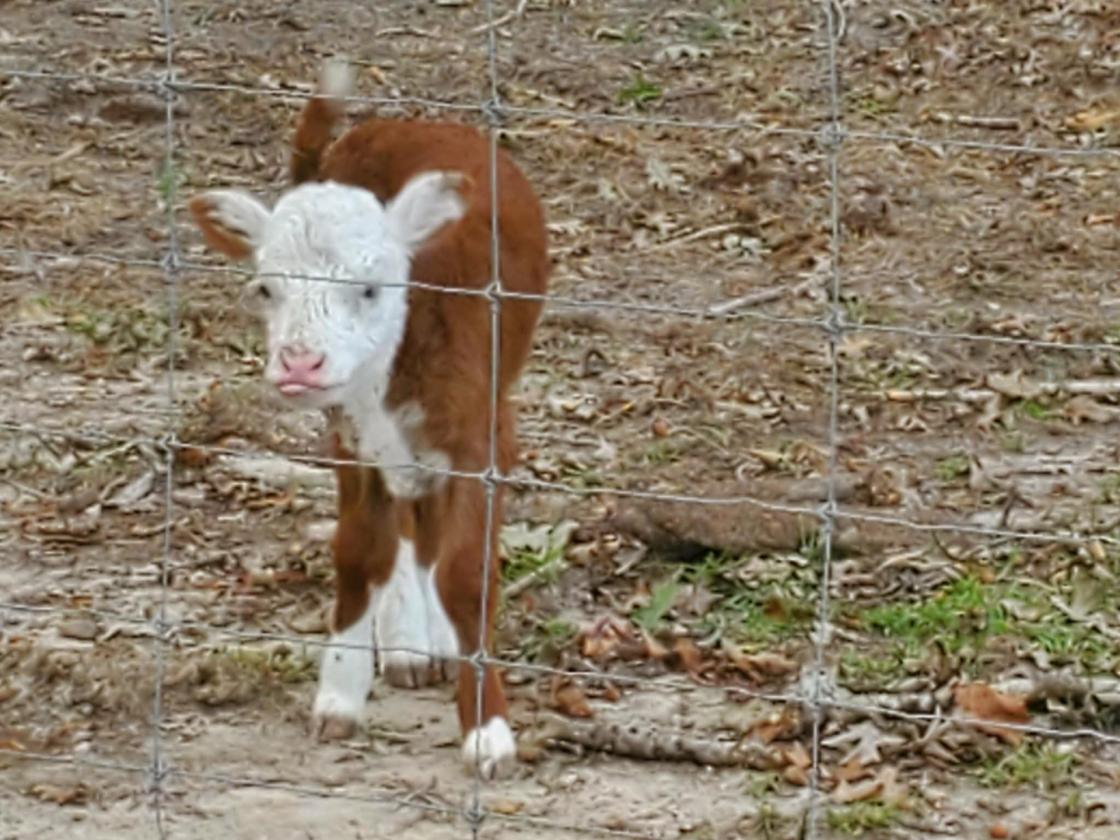 Gentleman's Country Farm - photo 2