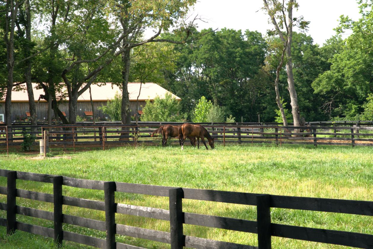 Boutique Farm in the Heart of the Bluegrass - photo 21