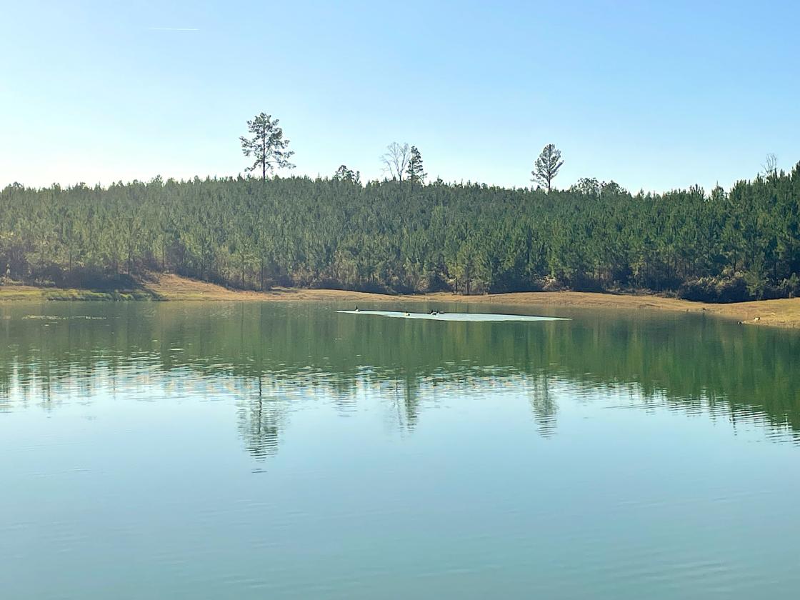 160 Acres in Shelby County w/ pastures and lake - photo 25