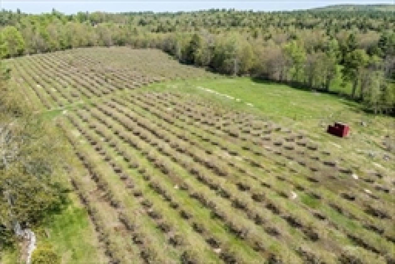 Odd Pine Farm –  Blueberries Bloom and Horses Roam - photo 9