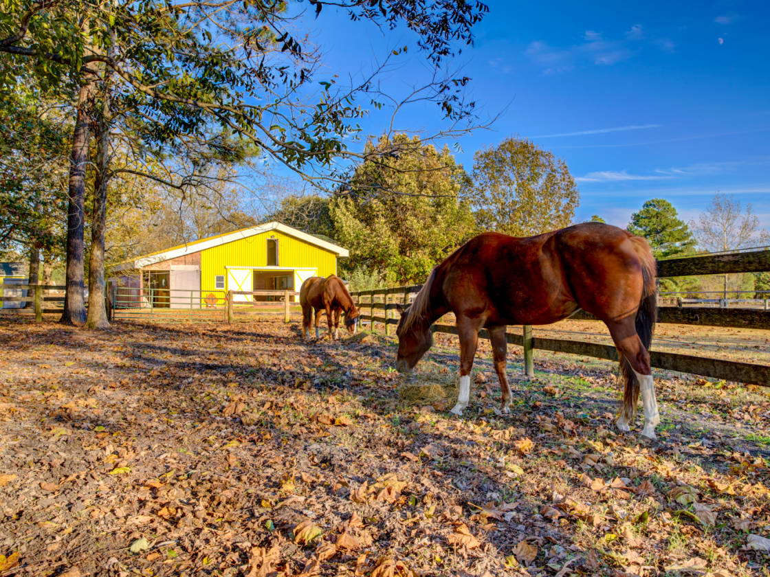 144+ ACRE LUXURY HORSE FARM IN SUFFOLK, VA! PRIVATE POND!... Suffolk, Suffolk County, Virginia