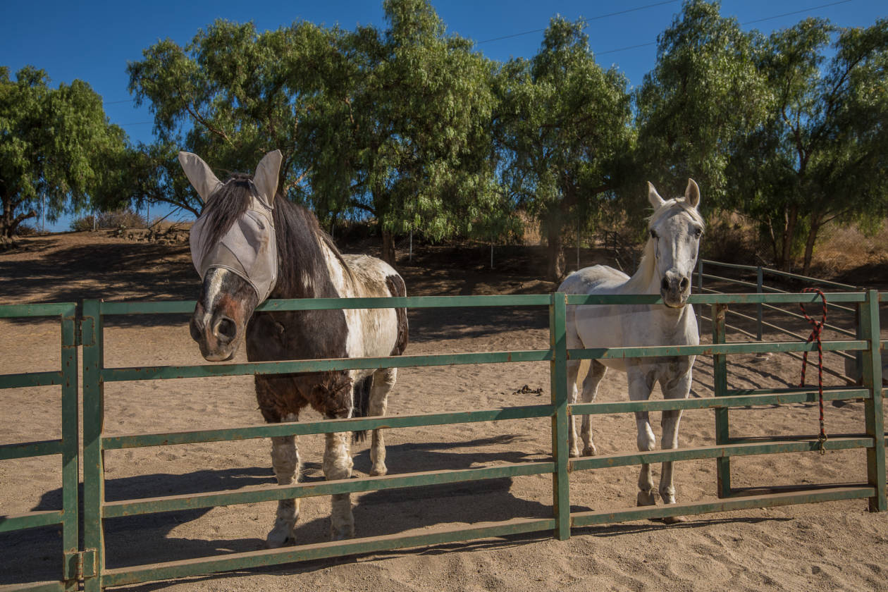 Amazing Horse Ranch on 5.5 acres in Moorpark CA Moorpark, Ventura