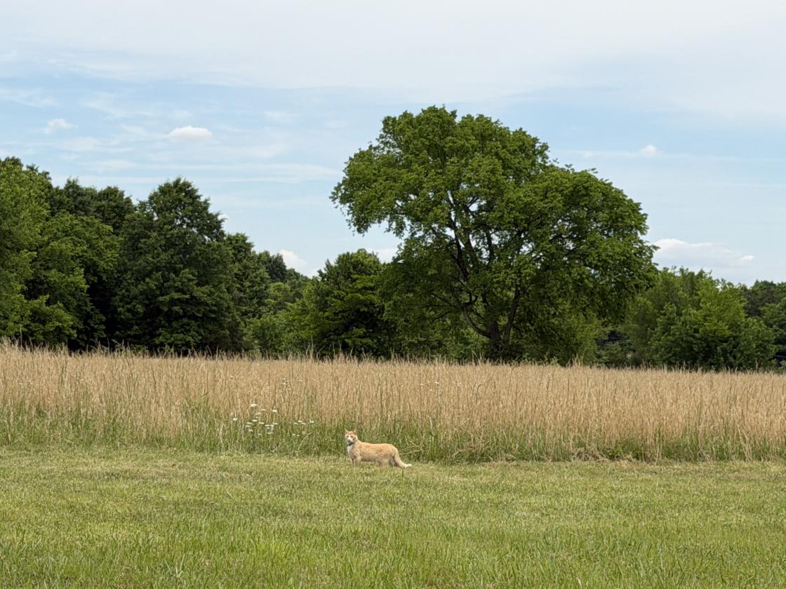 66 Acres S of NASHVILLE Barndo, Pasture & Timber - photo 5