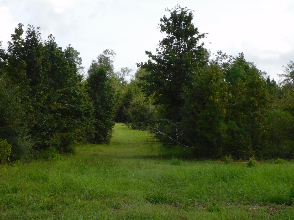 Croom Land - photo 4