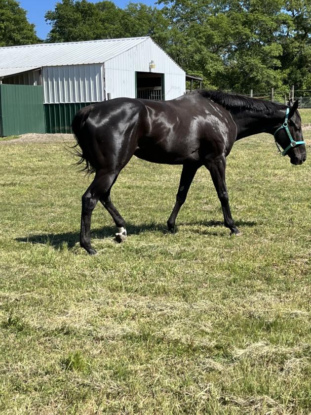 Claddagh Farm: 70+ acre horse farm - photo 7