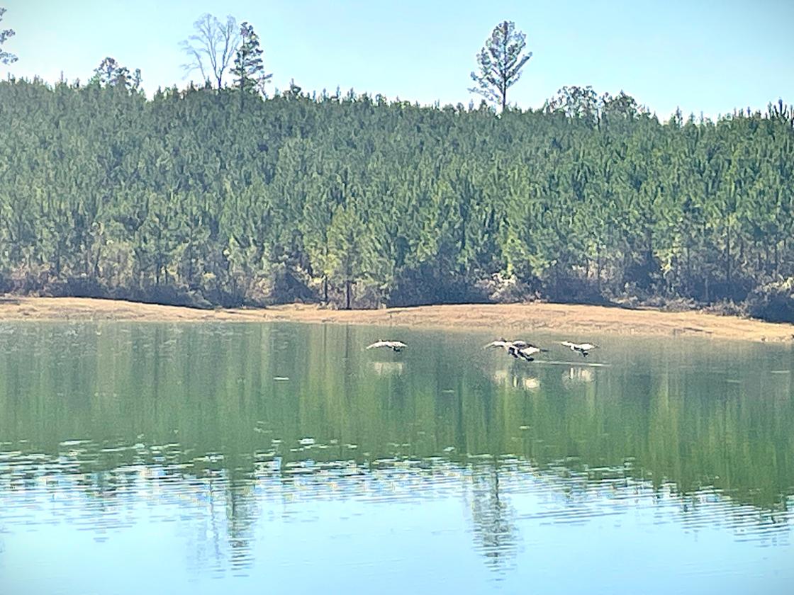 160 Acres in Shelby County w/ pastures and lake - photo 16