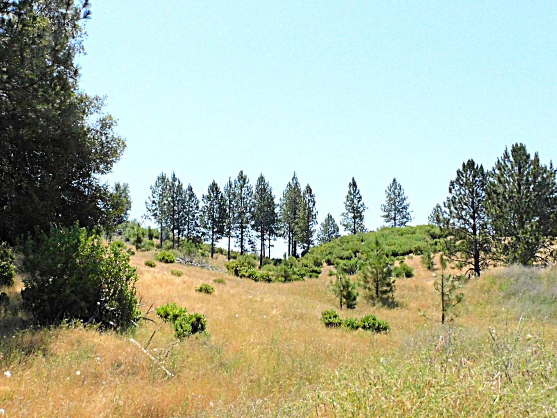 Beautiful Rolling 165 Acres, 100GPM Well too! - photo 7