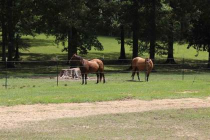 dream natchez rancher
