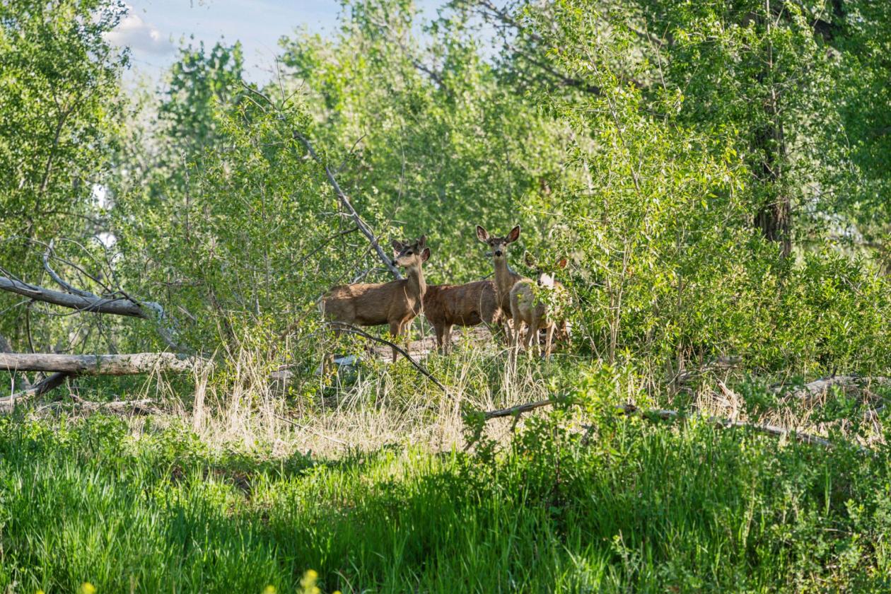 200-Acre Ranch | Arena + Motocross + Pikes Peak - photo 28