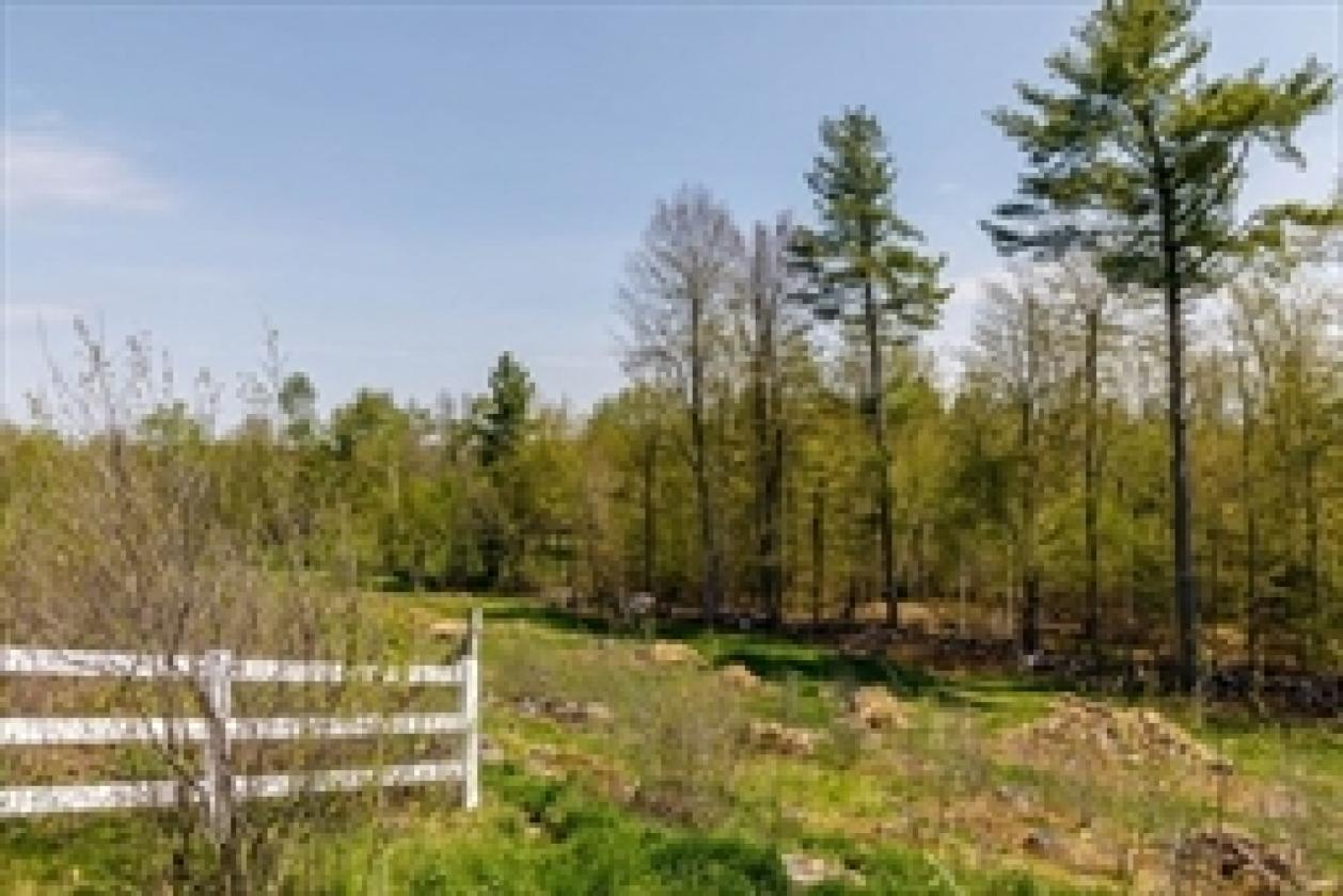 Odd Pine Farm –  Blueberries Bloom and Horses Roam - photo 6