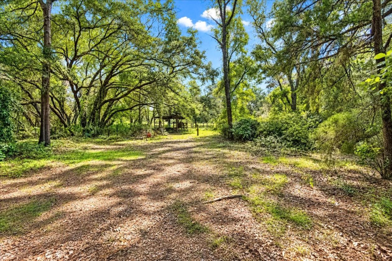 32 ACRES IN LEVY COUNTY NEAR WILLISTON - photo 5