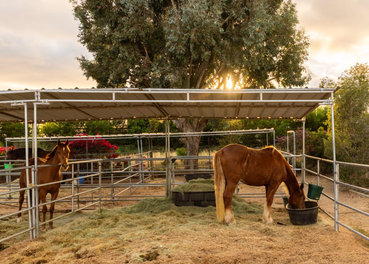 Rancho Santa Fe Lifestyle. County Freedom. No HOA. - photo 7