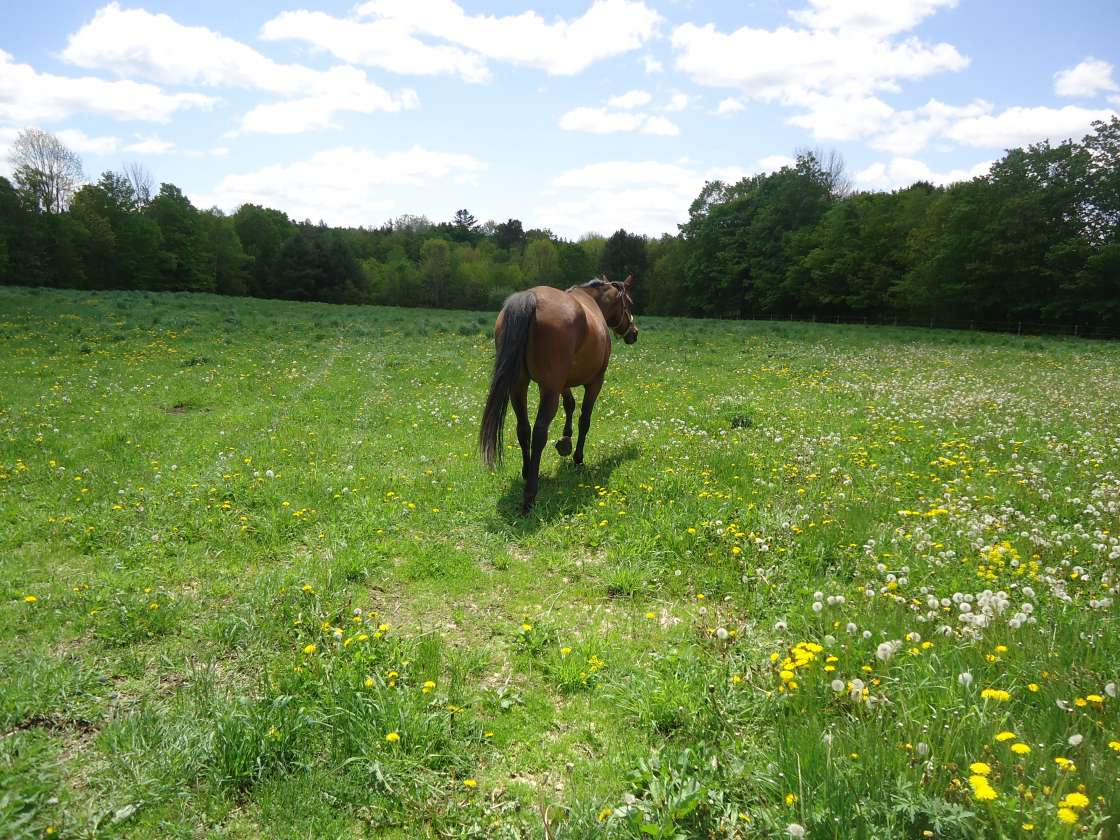 Midcoast Maine, 15 Acre Horse Farm, endless trails, outdoor arena