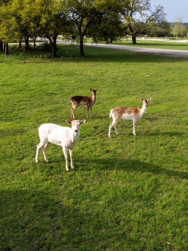 Texas hill country equestrian estate - photo 21