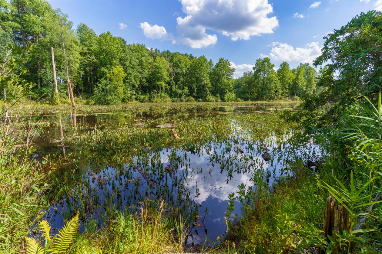 Equestrian Estate Near the Carolina Horse Park - photo 30