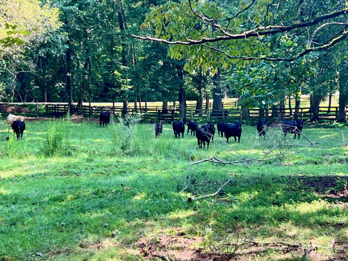 North Hall 20 Acre Farm - photo 27