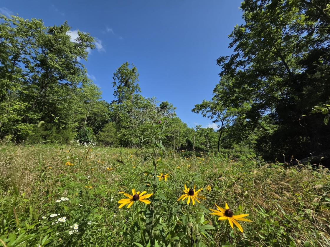 Legacy 56 ac. Estate- 7,800 sqft home, barn, creek - photo 19