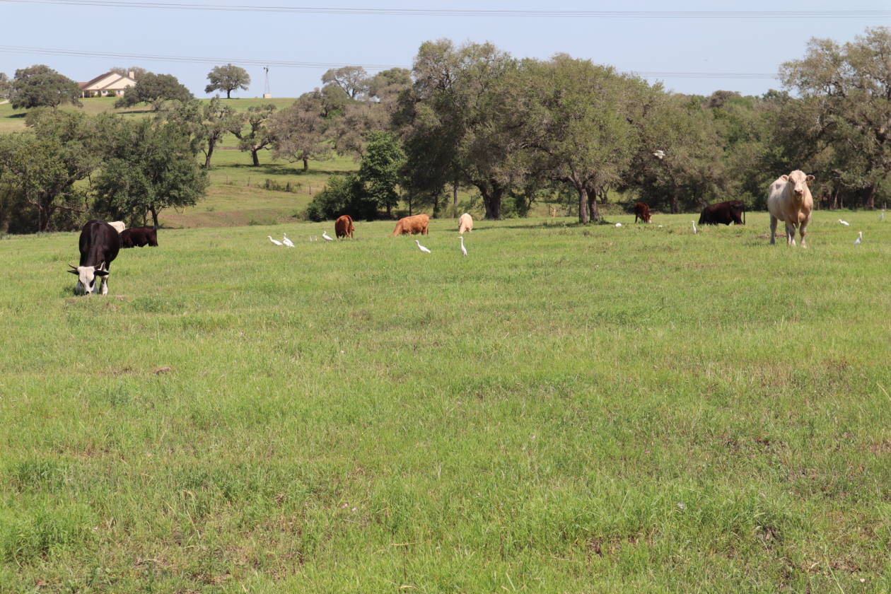 Horse Ranch off Old Goliad Road in Cuero Texas Cuero, Dewitt County