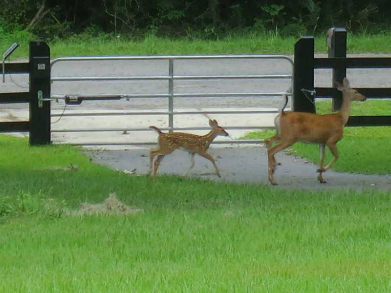 Luxury Hilltop MiniFarm 5+ Acres Reddick, Marion County, Florida