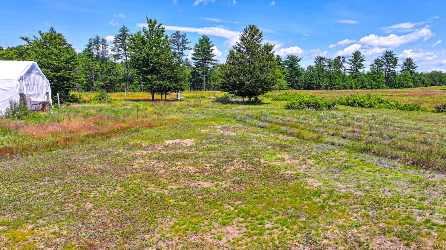Homesteading Horse Opportunity! - photo 11